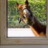 Realistic Horse Wall Decals – Wild Horse Peel-and-Stick Farm Window Stickers view 3
