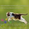 Benixmidart Cat Feather Toys, Interactive Toys for Indoor Cats view 3