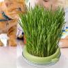 Tuxxjzm Hydroponic Cat Grass Planter view 2