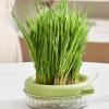 Tuxxjzm Hydroponic Cat Grass Planter view 3