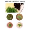 Tuxxjzm Hydroponic Cat Grass Planter view 4