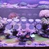 BEBIKR 10 Pack Coral Frag Plugs view 3