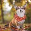 Cooling Collar for Pets view 3