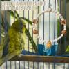 Bird Swing for Parakeets view 4