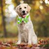 Cooling Collar for Dogs view 2