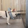 Obstacle-Avoidance Bumper Ring for Blind Dogs view 4