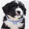 INOOMP Rhinestone Dog Collar for Stylish Pets view 4