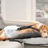 Adjustable Dog Diaper Suspenders for Men, 2 Pack view 2