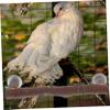 Parrot Perch, Natural Branch for Cage view 3