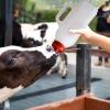 2 L Calf Bottle, Lightweight Reusable Calf Milk Bottle view 2