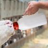 2 L Calf Bottle, Lightweight Reusable Calf Milk Bottle view 3