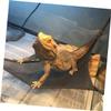 Happyyami Pet Costume Set for Reptiles view 4
