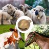 Copper Sheep Bell - Durable Pet Bell for Dogs view 4