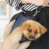 Adjustable Puppy Harness for Small to Large Dogs view 2