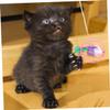 Sosoport 4-Piece Cat Toy Set view 2
