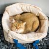 YLSZHYR Cat Backpack, Large-Capacity Breathable Pet Carrier view 4
