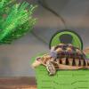 Turtle Basking Ramp view 3