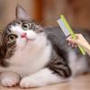 Cat Grooming Brush - Dog Comb view 2