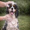 Karlie Basic Care Dog Shampoo, 300 ml view 3
