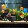 Water Purifier Cube with Activated Carbon for Aquariums and Ponds view 4