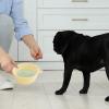 Foldable Travel Bowl for Dogs view 2