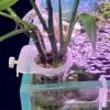 Aquarium Plant Holder - 2 Pack view 3