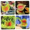 BESPORTBLE 2-Piece Betta Fish Hammock with Suction Cups, Artificial Aquarium Plants view 2