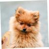 CORHAD Pet Comb with Wooden Handle view 2