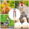Duck Diapers for Poultry view 4