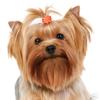 Mix of 100 Dog Hair Accessories view 2
