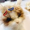 10 x 3.2 cm BB Clips with Pearl for Dogs, Female Cats, Pets view 2