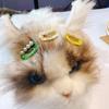 10 x 3.2 cm BB Clips with Pearl for Dogs, Female Cats, Pets view 3