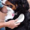 Detangling Brush & Comb for Dogs and Cats view 3