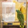 No-Mess Bird Feeder | Sturdy Bird Feeder Made of view 2