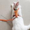Fukamou Strong Dog Leash Set view 3