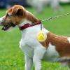 Aizuoni Dog Tennis Ball Holder view 2