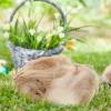 Supvox 2-Pack Natural Nesting Material for Birds and Small Pets view 3