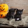 Acunny Halloween Cat Toy, Interactive Plush Toy with Eyeball and Skull view 2