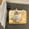 Fukamou Cooling Mat for Dogs view 2
