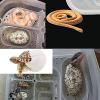 Reptile Hatching Box - Incubator for Reptile Eggs view 4