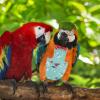 HAPINARY Bird Diaper for Parrots view 2