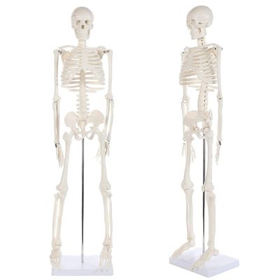 XCSCUK 90 cm Human Skeleton Model with Removable Skull