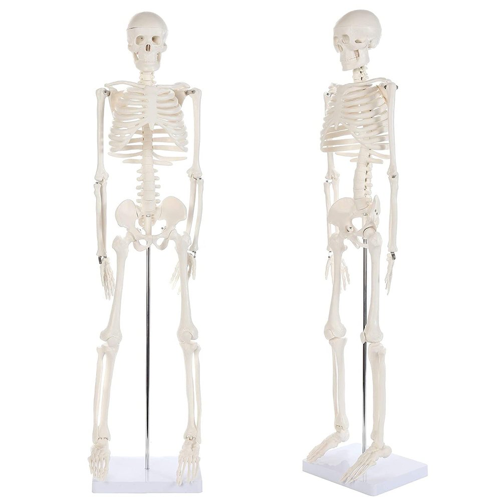 XCSCUK 90 cm Human Skeleton Model with Removable Skull