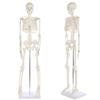 XCSCUK 90 cm Human Skeleton Model with Removable Skull view 1