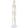 XCSCUK 90 cm Human Skeleton Model with Removable Skull view 2