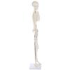 XCSCUK 90 cm Human Skeleton Model with Removable Skull view 3