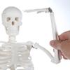 XCSCUK 90 cm Human Skeleton Model with Removable Skull view 4