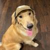 Portable Adjustable Breathable Corduroy Dog Sun Hat view 3