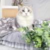 Pet Sleeping Mat for Cats and Dogs: Thermal Pet Blanket in Cute Patterns view 4