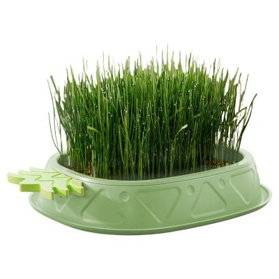 Hydroponic Cat Grass Planter